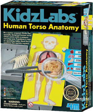 KIDZLABS: HUMAN TORSO ANATOMY