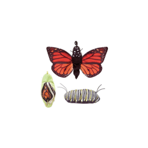 MONARCH LIFE CYCLE PUPPET